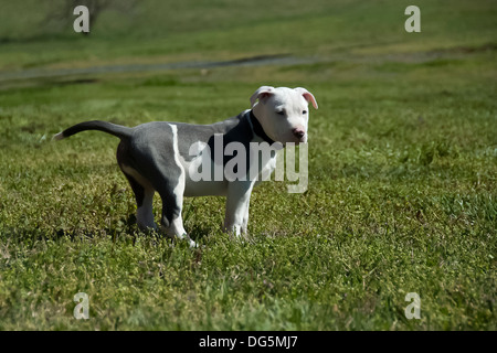 Un chiot pitbull debout dans un champ ouvert. Banque D'Images