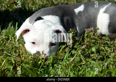 Un chiot pitbull prend une pause de jouer et se repose dans l'herbe. Banque D'Images