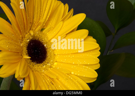 Un daisy gerber jaune avec des gouttes d'eau sur un fond noir Banque D'Images