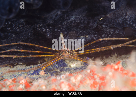 Araignée crabe flèche Stenorhynchus seticornis underwater Ilhabela, Sao Paulo, Brésil rive Banque D'Images