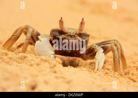 Aux yeux de l'avertisseur sonore (crabe fantôme Ocypode) ceratophthalmus sur une plage Banque D'Images