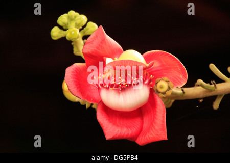 Fleur d'arbre Shorea robusta Banque D'Images