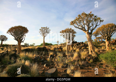 Paysage désertique avec des roches de granit et d'un carquois tree (Aloe dichotoma), Namibie, Afrique du Sud Banque D'Images