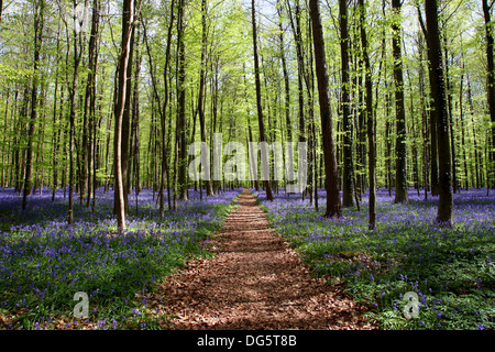 Bluebell dans la forêt de Halle - en Belgique - très célèbre pour ses fleurs bleu en mai Banque D'Images