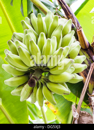 Silver Bluggoe (Musa sapientum, Linn ou Musa (groupe ABB) 'Kluai Hak Mulk' nom Thaïlande le bananier Banque D'Images