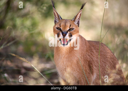 Une vue étroite d'un caracal en Namibie. Banque D'Images