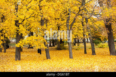 Les feuilles d'automne dans un parc à Helsinki Banque D'Images