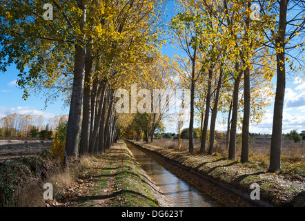 Chemin le long de la gouttière des peupliers en automne Banque D'Images