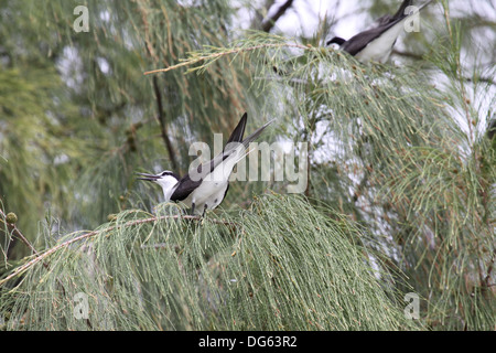 Sterne bridée dans Sheoak arbre sur Bird Island Seychelles Banque D'Images