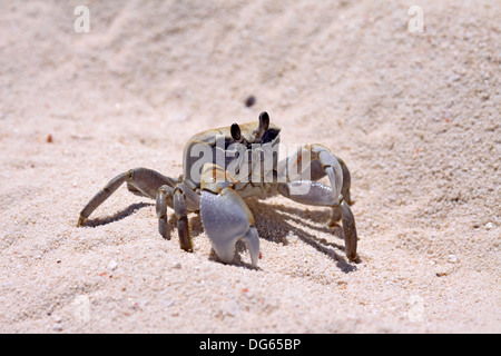 Le crabe fantôme des terres sur l'île Bird Banque D'Images