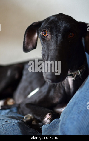 Noir a sauvé l'espagnol Greyhound commence une nouvelle vie, après avoir été abandonné par un chasseur, dans un état de malnutrition avancée Banque D'Images