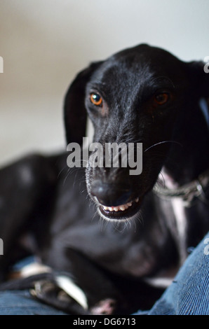 Noir a sauvé l'espagnol Greyhound commence une nouvelle vie, après avoir été abandonné par un chasseur, dans un état de malnutrition avancée Banque D'Images