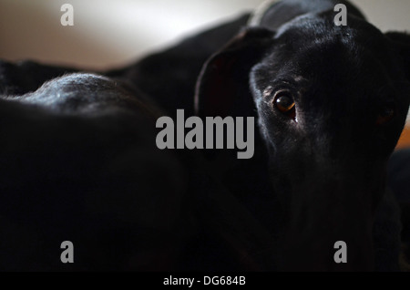 Noir a sauvé l'espagnol Greyhound commence une nouvelle vie, après avoir été abandonné par un chasseur, dans un état de malnutrition avancée Banque D'Images