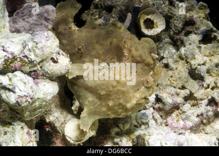 Poisson grenouille verruqueux, antennarius maculatus Banque D'Images