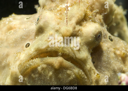 Poisson grenouille verruqueux, antennarius maculatus Banque D'Images