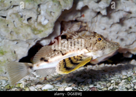 Dactylopterus volitans, grondin volant Banque D'Images