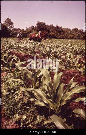 Un agriculteur cultive son champ de maïs sur ST. HELENA'S ISLAND 546986 Banque D'Images