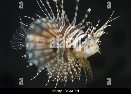 Dendrochirus zebra zebra, poisson-papillon Banque D'Images