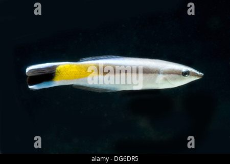 Bluestreak cleaner wrasse, Labroides dimidiatus Banque D'Images