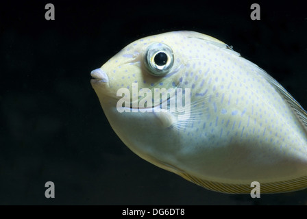 Goldfish, vlamingi bignose Banque D'Images