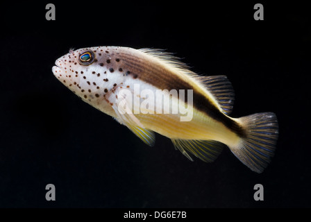 Dard noir hawkfish paracirrhites forsteri, Banque D'Images