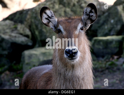 Cobe defassa femelle (Kobus ellipsiprymnus defassa) close-up portrait Banque D'Images