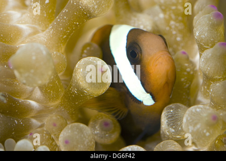 Poissons clowns, amphiprion frenatus tomate Banque D'Images