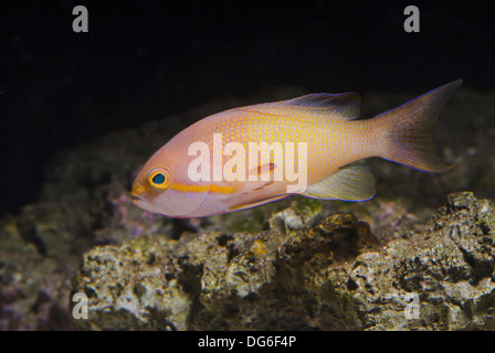 Jewel lyretail anthia, pseudanthias squamipinnis Banque D'Images