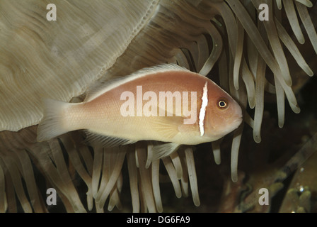 Skunk rose poissons clowns, amphiprion perideraion Banque D'Images