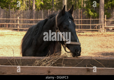 Portrait cheval noir de l'alimentation avec de l'herbe sèche Banque D'Images