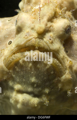 Poisson grenouille verruqueux, antennarius maculatus Banque D'Images