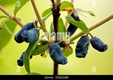 Honeyberries, le chèvrefeuille bleu Banque D'Images