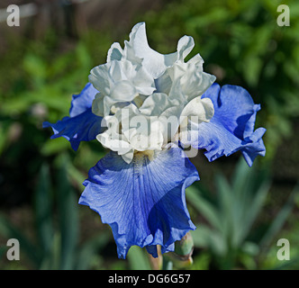 Fleur d'iris bleu et blanc Banque D'Images