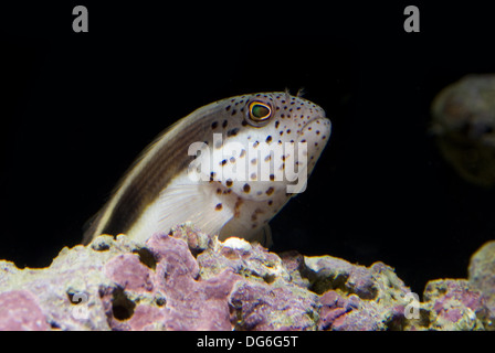 Dard noir hawkfish paracirrhites forsteri, Banque D'Images