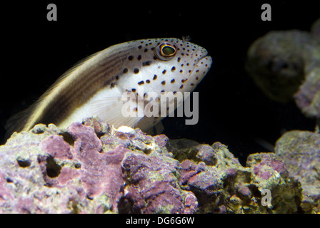 Dard noir hawkfish paracirrhites forsteri, Banque D'Images