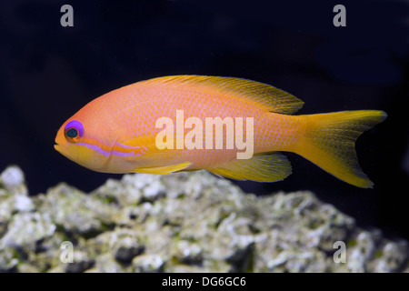 Jewel lyretail anthia, pseudanthias squamipinnis Banque D'Images