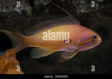 Jewel lyretail anthia, pseudanthias squamipinnis Banque D'Images