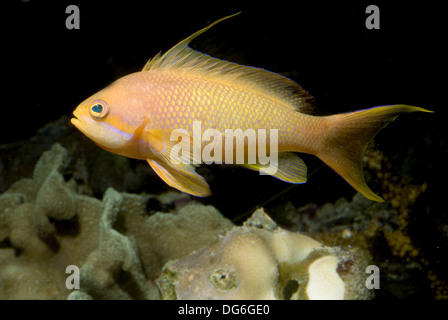 Jewel lyretail anthia, pseudanthias squamipinnis Banque D'Images