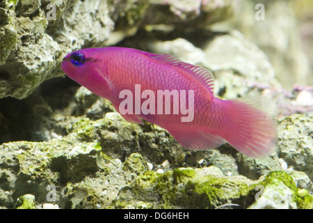 Dottyback pseudochromis fridmani, orchidée Banque D'Images