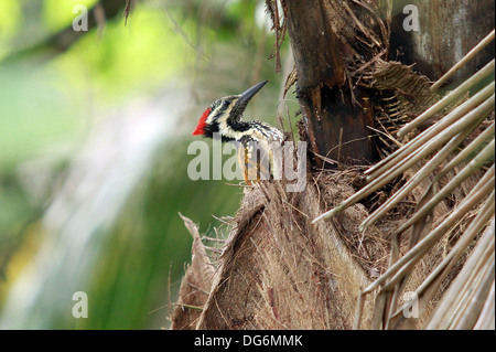 pecker bois Banque D'Images