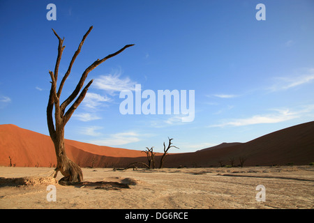 Arbre mort dans la casserole à sec, cette zone est sous l'eau peut-être une fois par an. Banque D'Images