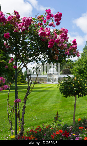 France, Midi-Pyrénées - Tarbes. Le Jardin Massey, parc public. Rosiers tiges. Au-delà de la serre. Banque D'Images