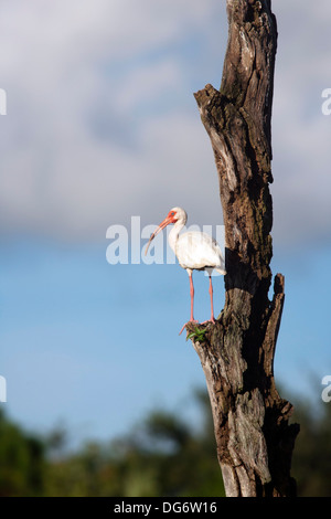 Ibis blanc (Eudocimus albus) - Green Cay Wetlands - Boynton Beach, Floride USA Banque D'Images