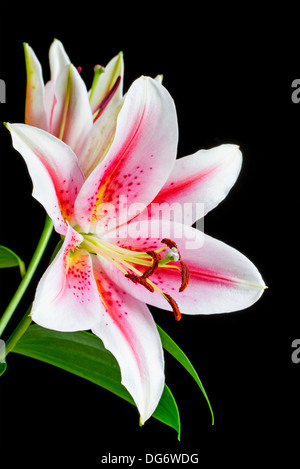 Close up image de fleur de lys rose et blanc Banque D'Images