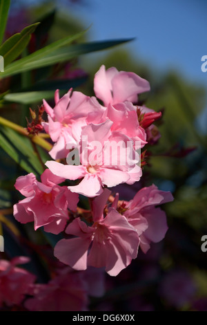 Fleurs de lauriers roses Banque D'Images