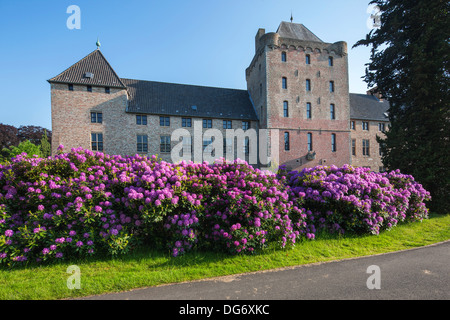 Rhododendron pontique / commune (Rhododendron ponticum) floraison dans jardin de château, Sint-Kruis près de Bruges, Belgique Banque D'Images