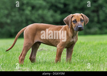 Le Rhodesian Ridgeback / African Lion Hound (Canis lupus familiaris) pup in garden Banque D'Images