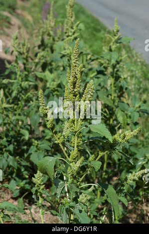 Amarante commune ou l'amarante, l'Amaranthus retroflexus, la floraison
