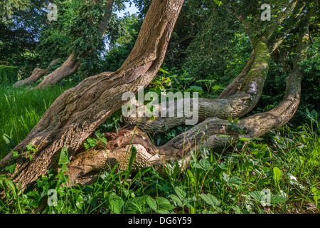 Les troncs et le feuillage d'box / Le buis (Buxus sempervirens) en forêt Banque D'Images