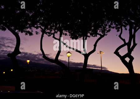 Les arbres et les lampadaires silhouetté contre un ciel aube pourpre. Banque D'Images